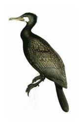 kormorán velký