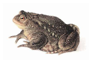 ropucha obecná