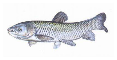 amur bílý