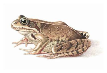 skokan hnědý